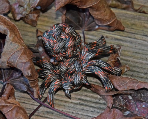 Para Spider