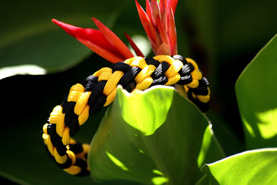 Snake Belly Bracelet